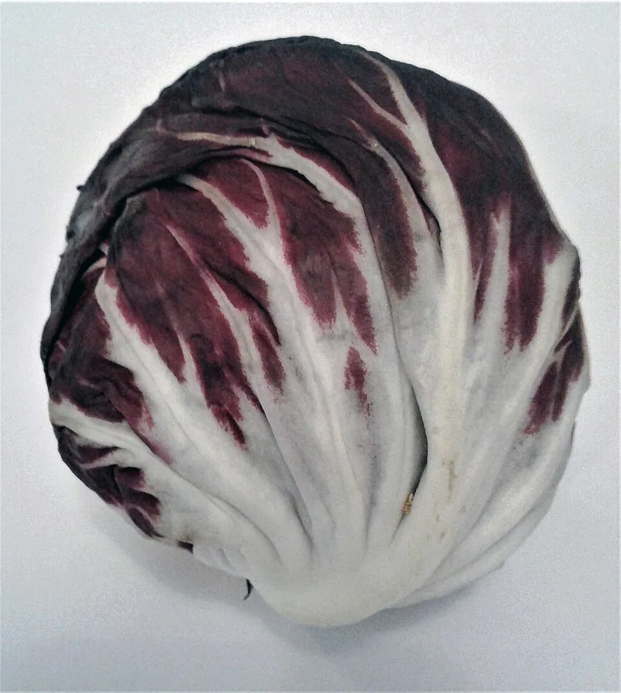 Representação ilustrativa de radicchio com cabeça compacta, folhas vinho e nervuras brancas